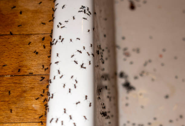 Best Flea Control Services  in Kimberly, AL