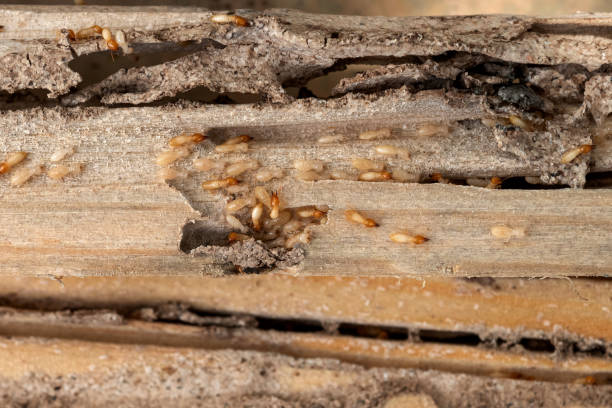 Best Pest Removal Services  in Kimberly, AL