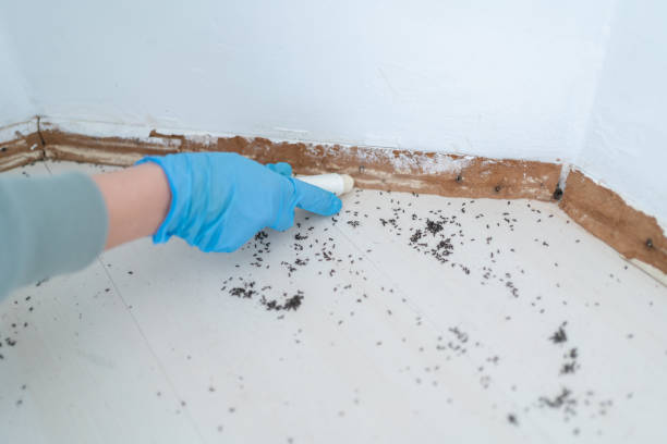 Pest Prevention Services in Kimberly, AL
